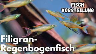 Filigran-Regenbogenfisch - Iriatherina werneri | Liquid Nature Fisch Vorstellung