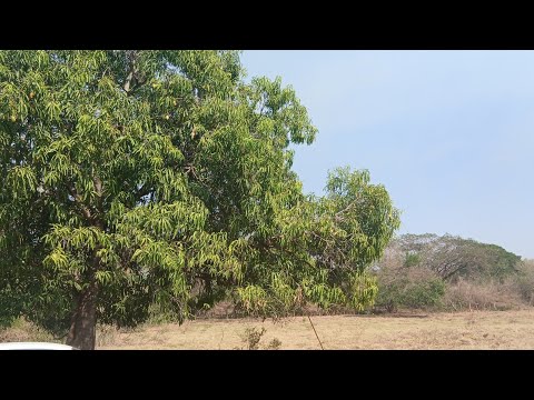 Bonita parcela en jalponguita ,santiago nonualco,departamento la paz ✅️a un kilometro autopista 