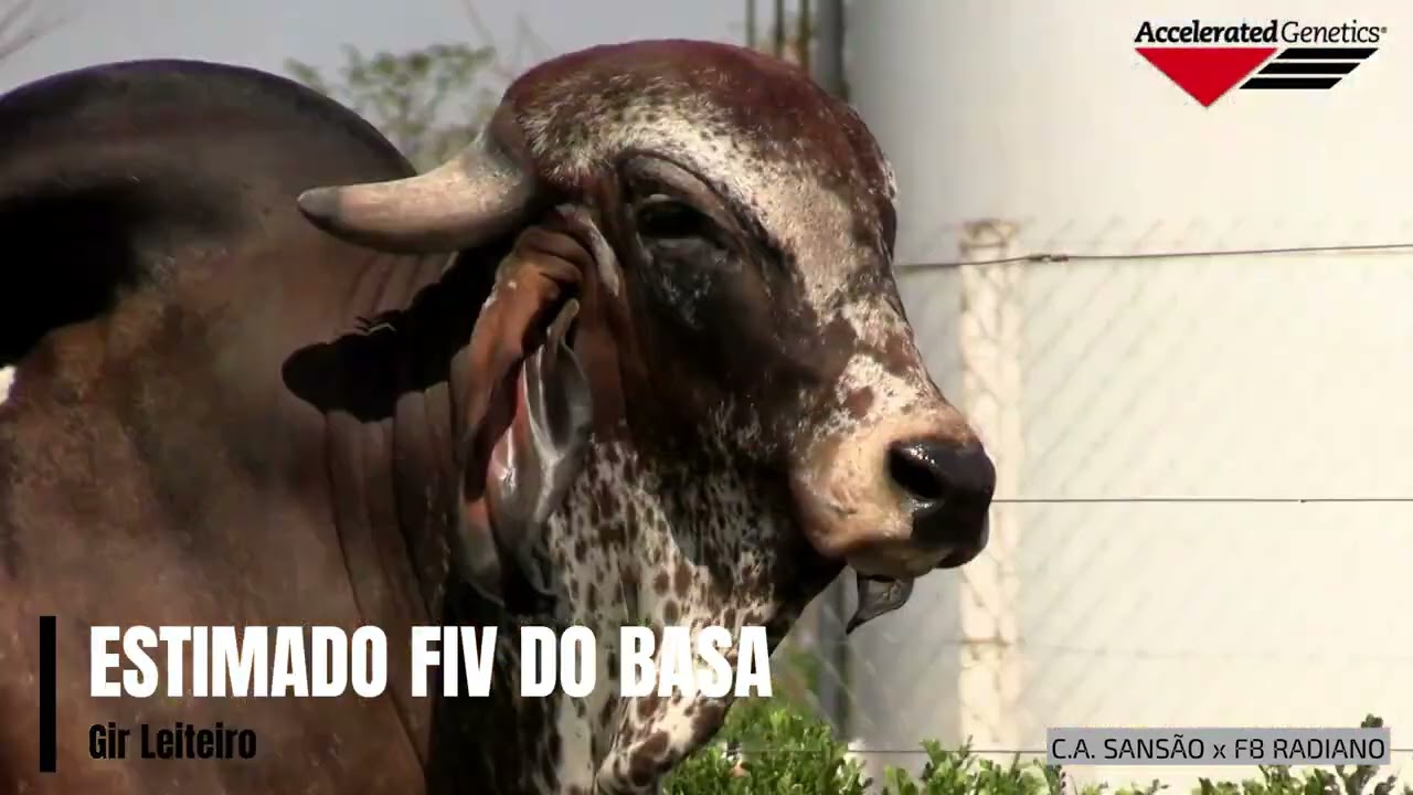 Vídeo ESTIMADO FIV DO BASA