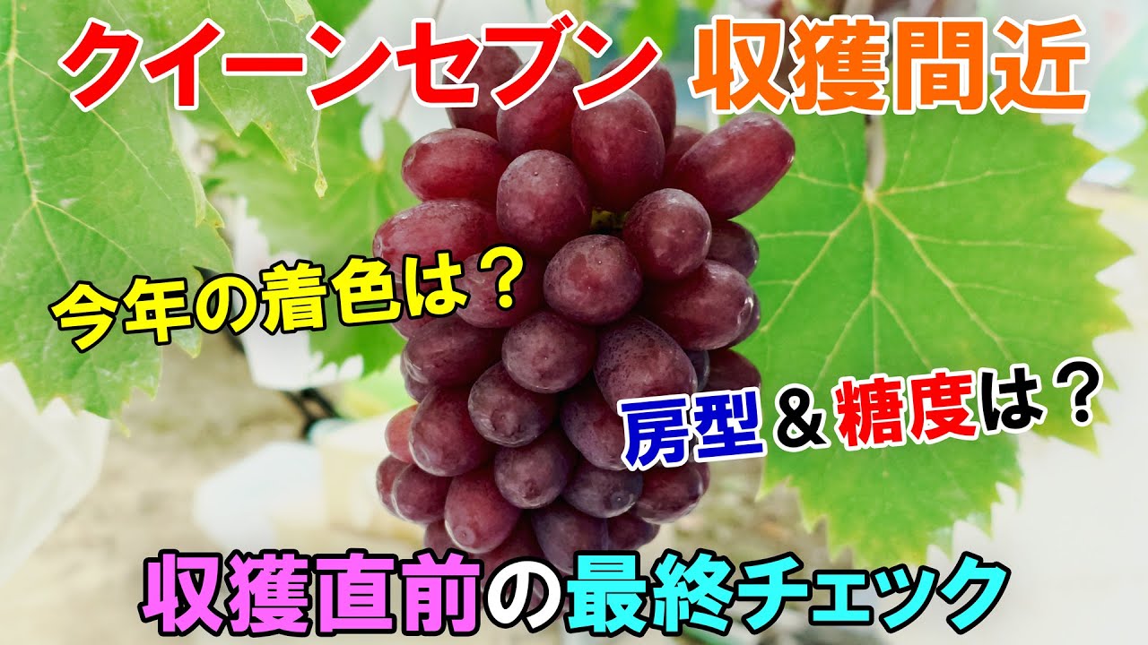 クイーンセブンが収穫間近　今年の着色はどうか？　房型・糖度は？　収穫前の最終チェックを行いました