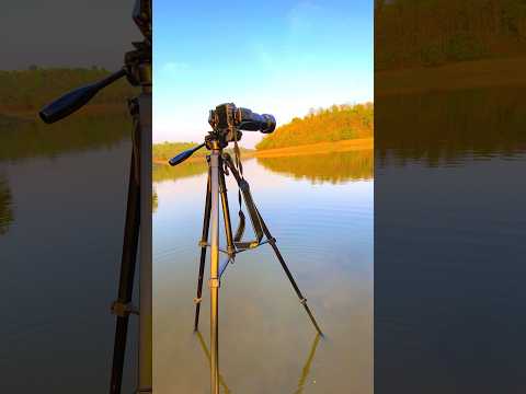 wildlife 🔥 photography || #photography #wildlifephotographer #nature #wildlifephotography #shorts