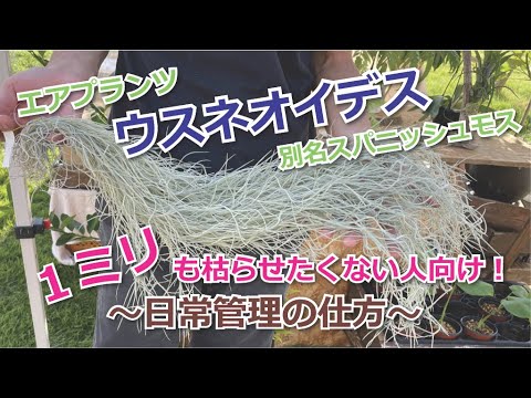 ルイジアナモス、スパニッシュモス 植物