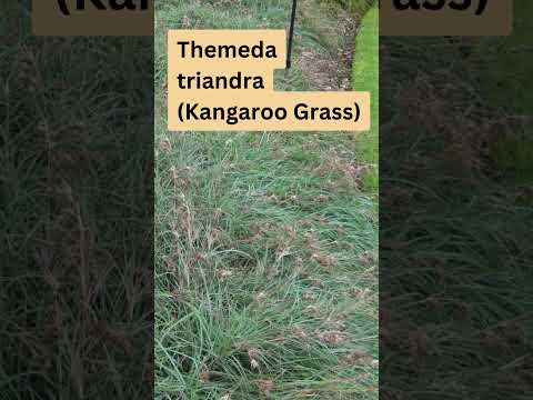 Themeda triandra (Kangaroo Grass)