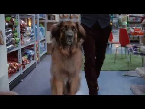 Meet SuperDog JoJo from Grumpy Cat's Worst Christmas Ever!