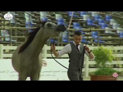 N 97 AA AZZAM   Bahrain National Day 2020   Colts 2 Years Old Class 7A