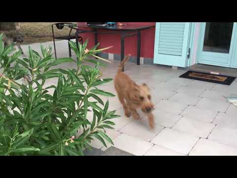 Irish Terrier (6 years old) and Irish Wolfhound (12 weeks old) playing in Tuscany Part.2
