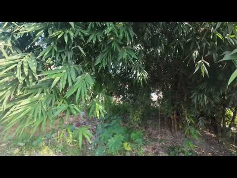 Just a normal morning in the Country Side 🌸......