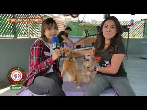 ¡Ana Alicia visitó un refugio de perritos! | Sale el Sol
