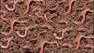 Vermicompost Farm From Cow Dung - Best Ways To Make Money - Awesome Ideas