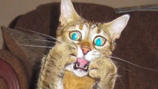 🤣 Funniest 😻 Cats and🐶 Dogs - Awesome Funny Pet Animals Videos 😇