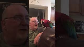 Green-Winged Macaw Birds Videos