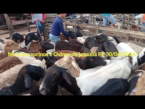 Feira de caprinos e Ovinos de jataúba PE 30/04/2026/