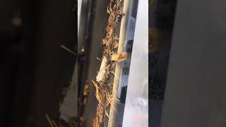 How to clean ac condenser, radiator Tesla y