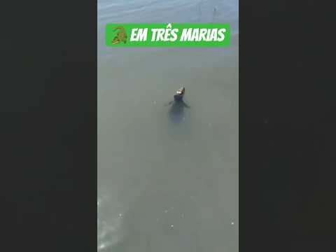 jacaré 🐊 na represa de três Marias , em morada nova de minas.