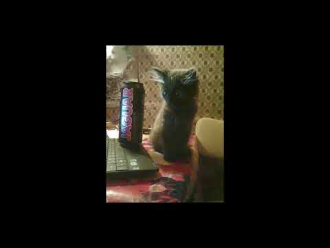 ✭free✭ lida x s3rl happy hardcore type beat - cat