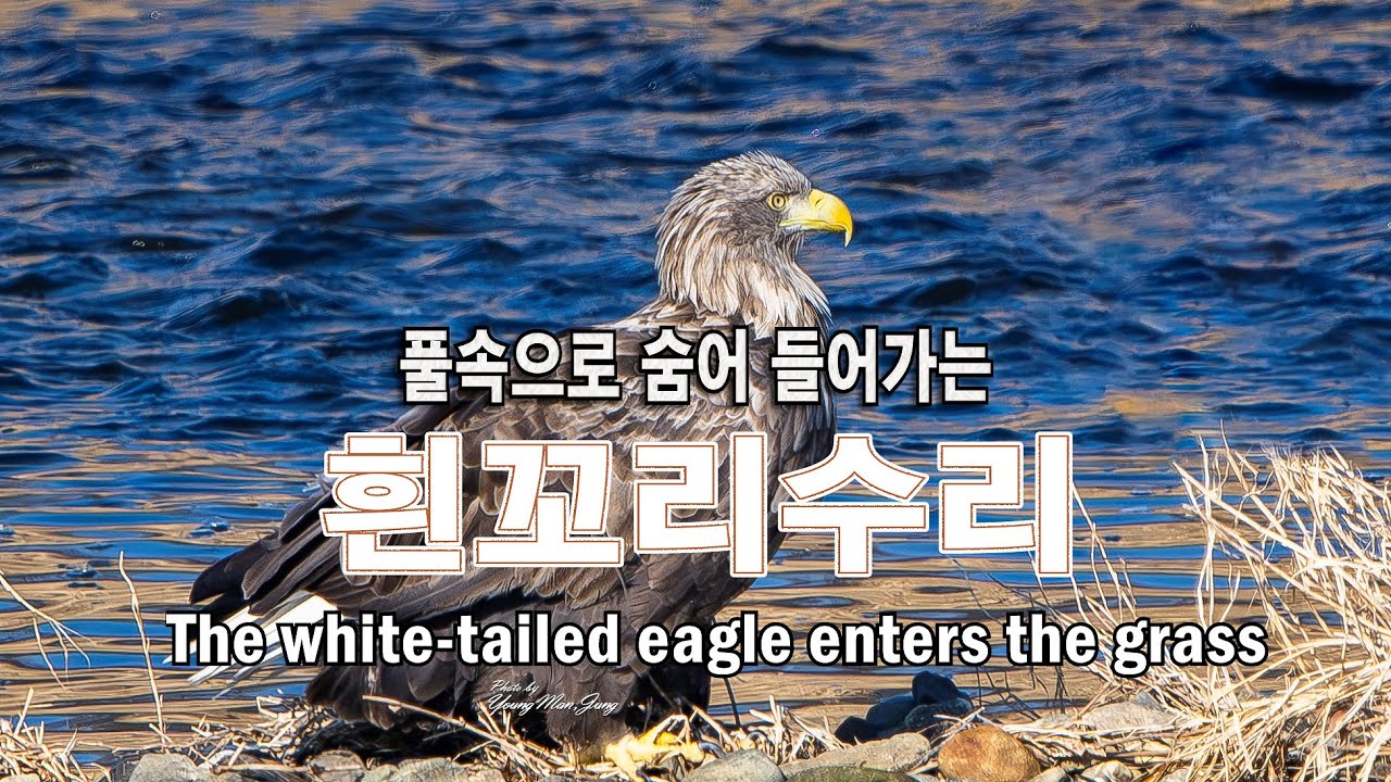 흰꼬리수리 유튜브 썸네일