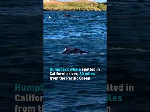 Humpback whale spotted in California river 60 miles from the Pacific Ocean