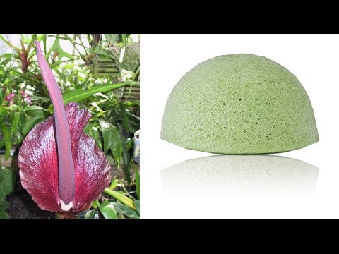 Зелёная губка (спонж) для умывания и снятия макияжа Konjac из Китая (aliexpress)