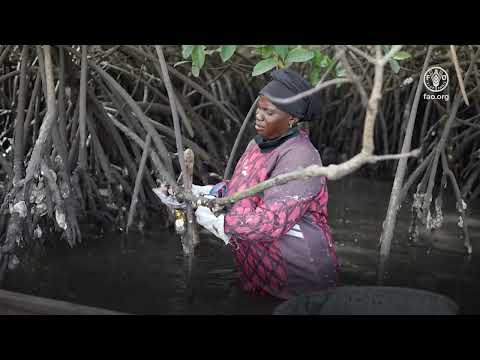 The Gambia – Making more from mangrove oysters