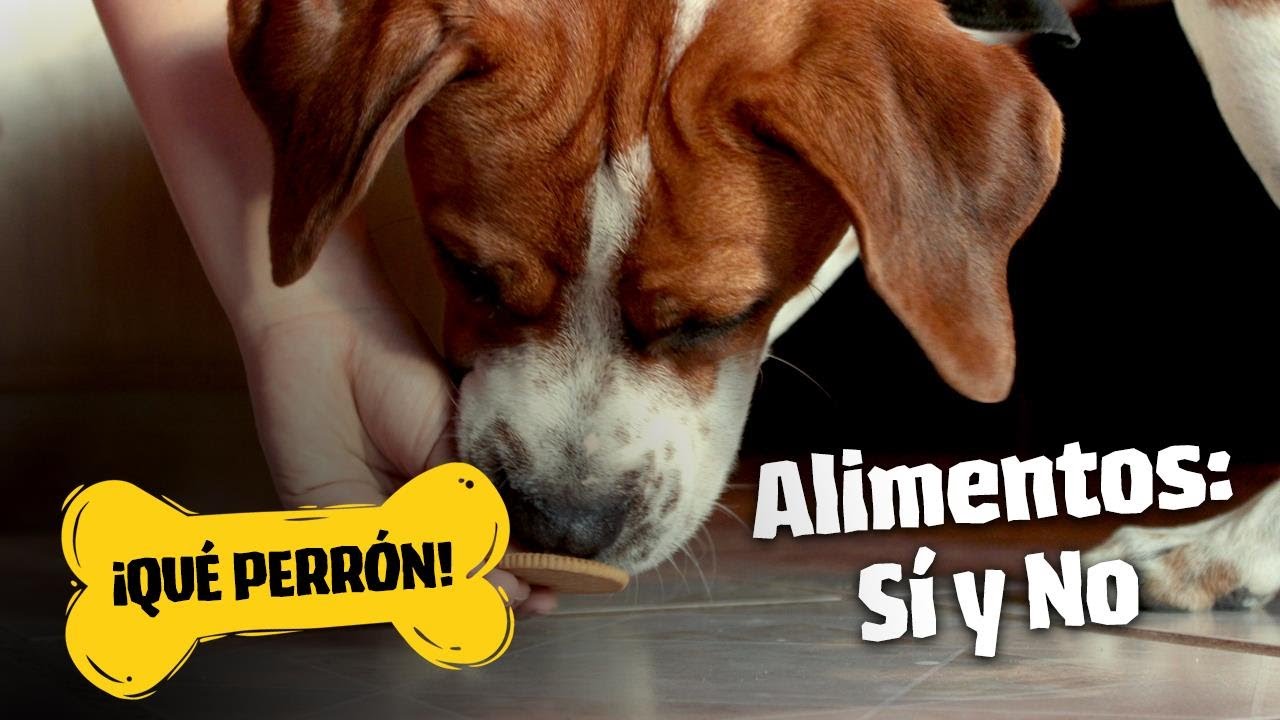 ¡Qué Perrón! Alimentos: que Sí y que No