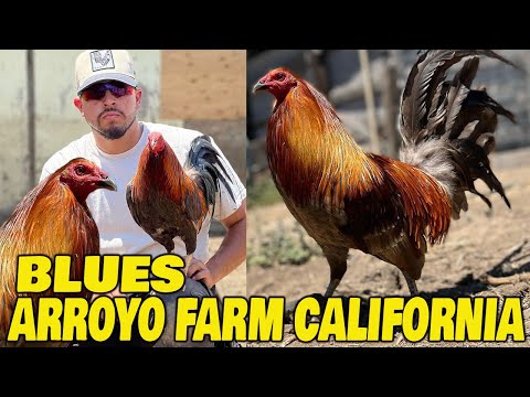 Beautiful Birds Blues ARROYO FARM California