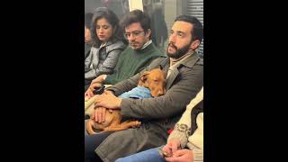 Unconditional love from a dog