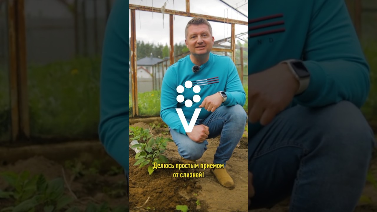 Простой приём от слизней! Все перцы целы, урожай отличный!