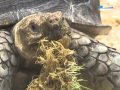 Хорошее утро: Шпороносная черепаха 