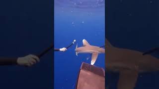 Download lagu Oceanic whitetip shark checks out our dive group! #ocean #shark #sharkdiver #shorts #thalassophobia mp3