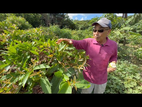 The Pruning Technique to Grow Fruit Trees at Waist Height