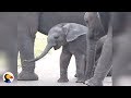 Baby Elephant Discovers His Trunk The Dodo