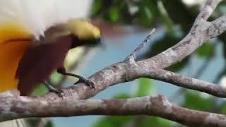 Download lagu Suara Indah Burung Cendrawasih mp3