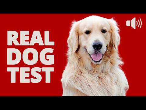 Real DOG Test - Sounds That Happy Dogs Love 🐶❤️