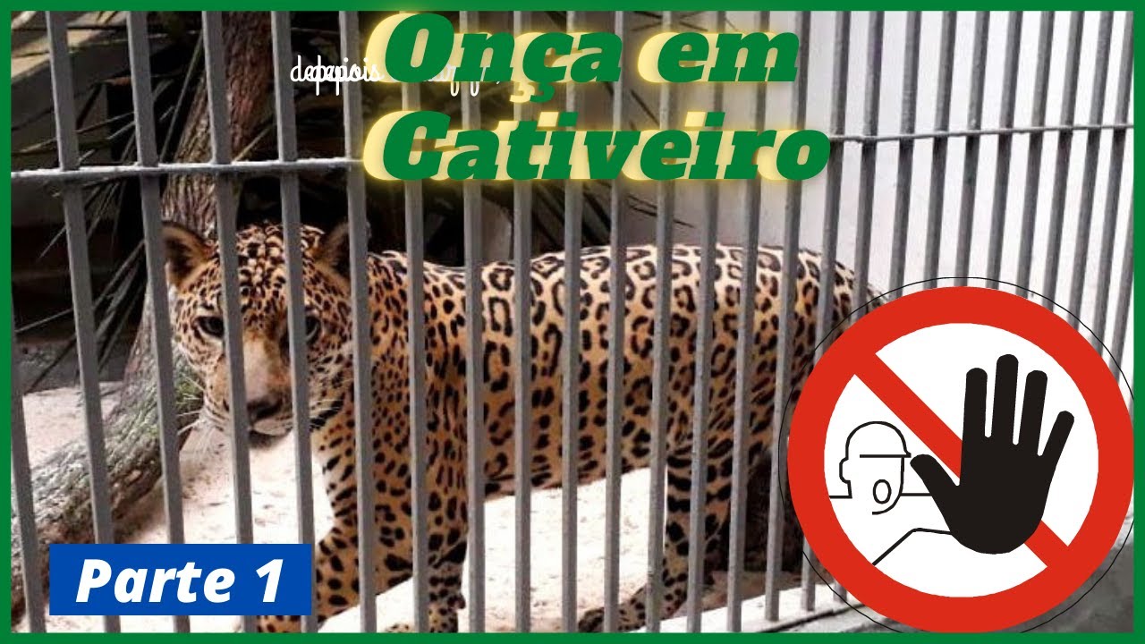 Onças Pintadas em cativeiro parte 1 2022. #Shorts