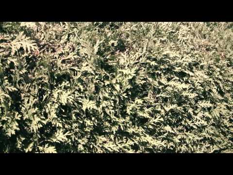 Jariz & Gisela Björn - Wie in der Bronx