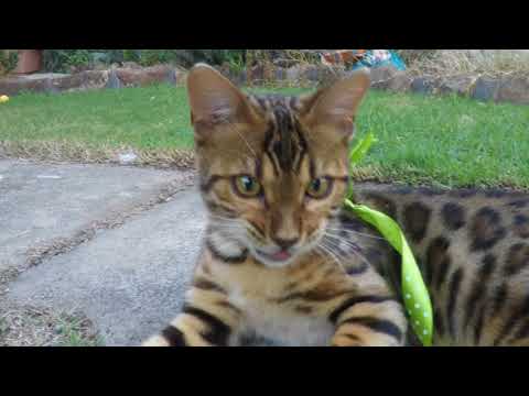 AVAILABLE  Aziz Bengal Cattery 'Eye on the Prize'