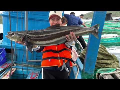 YouTube video about: Where can I buy cobia fish?
