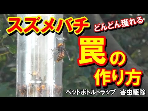 ペットボトルを使ってネズミを追い払うことができたらどうしますか?使用説明書！  庭園
