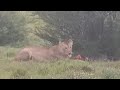 Lioness Eating A Black Wildebeest