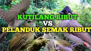 Download lagu Suara pikat kutilang ribut kombinasi burung pelanduk semak ribut dengan jedaan suara burung kejepit mp3