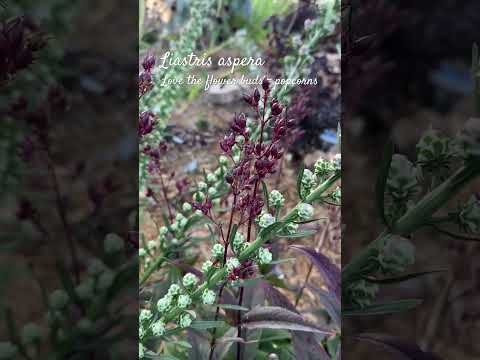 What are in bloom on the 3rd week of August! Is it fall already? #zone5b #beginnergardening #garden