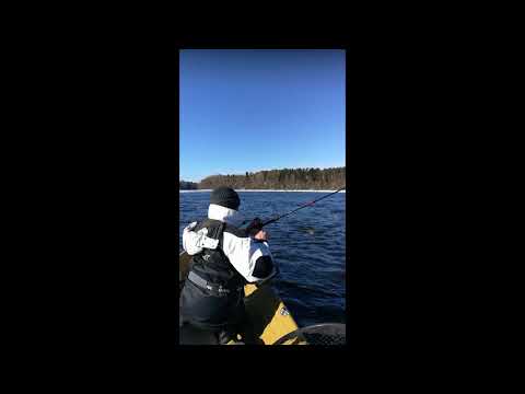 Taimen 68cm 25. maaliskuuta 2018 Nakkilankosket