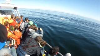 preview picture of video 'Whale watching in Tadoussac'