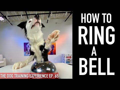 Potty Training: How to Train Your Dog to Ring a Bell to Be Let Outside!