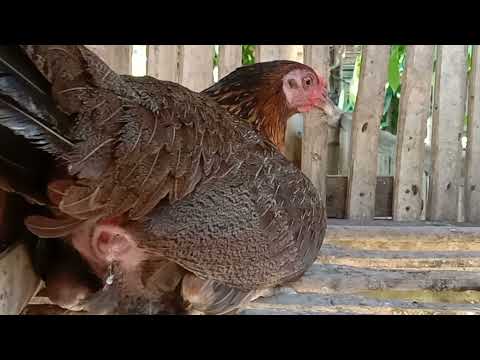 Chicken laying an egg! (Close Up) #shorts #shortvideo #shortsvideo