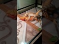Bearded dragons mate