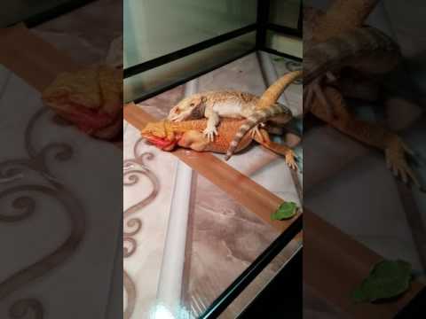 Bearded Dragon Mating 2