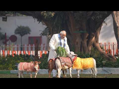 Adorable 😍... PM Modi’s bond with his cows as he feeds them on Sankranti