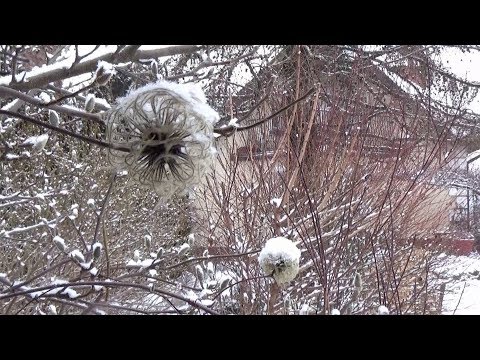 Śnieżna zima wróciła do ogrodu