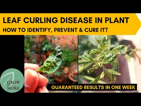 , title : 'Leaf Curling Disease in Chili Pepper, Capsicum & Tomato Plants | How to Identify, Prevent & Cure it?'